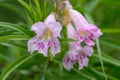 Desert willow Chilopsis linearis fragrant, showy pink flowers Royalty Free Stock Photo